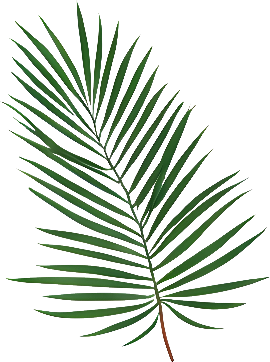 High-Res Leaf PNG Green Foliage Image, Tropical different type exotic leaves set. Jungle plants. Calathea, Monstera and different style of palm leaves_4.webp